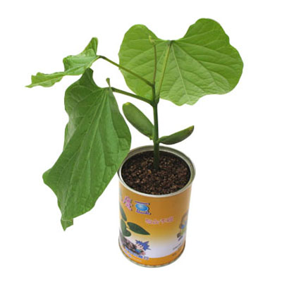 易拉罐愛(ài)情魔豆